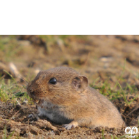 گونه ول گونتر Guenthers Vole